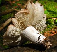 Neolentinus ponderosus image