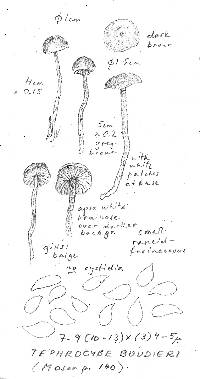 Tephrocybe boudieri image