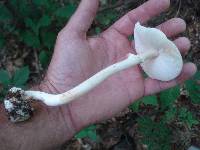 Amanita aestivalis image