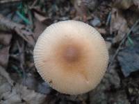 Amanita amerifulva image