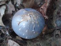 Cortinarius iodes image