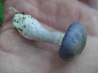 Cortinarius iodes image