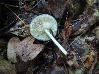 Marasmius strictipes image