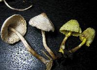 Leucocoprinus cepistipes image