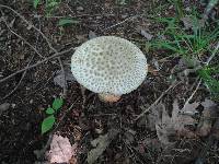 Amanita atkinsoniana image