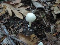 Entoloma sericellum image