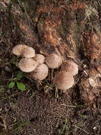 Mycena inclinata image