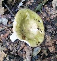 Russula aeruginea image