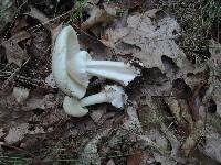 Amanita brunnescens image