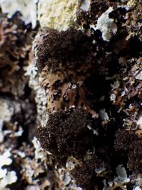 Lobaria amplissima image