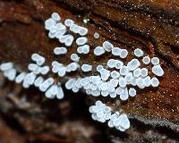 Ceratiomyxa fruticulosa var. fruticulosa image