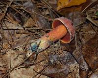 Boletus luridiformis image