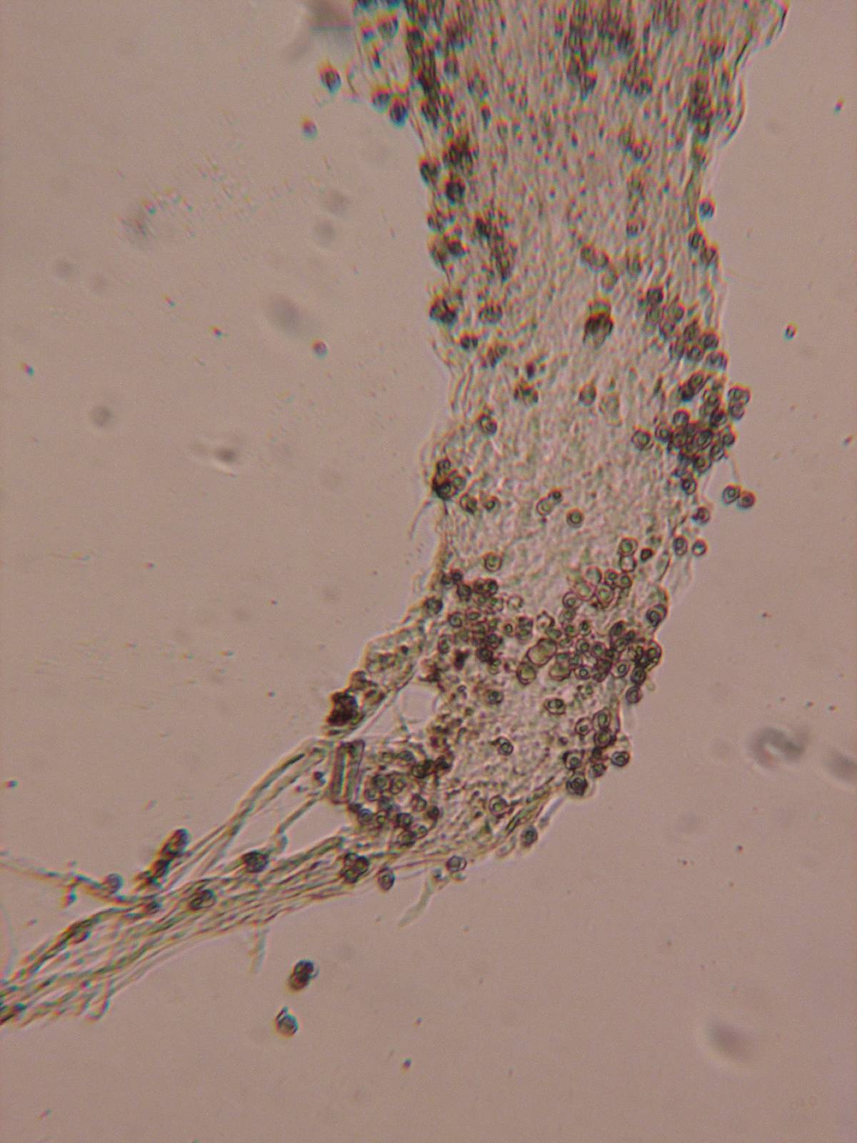 Entoloma cephalotrichum image