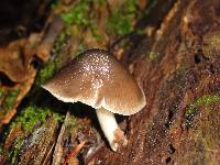 Pluteus americanus image