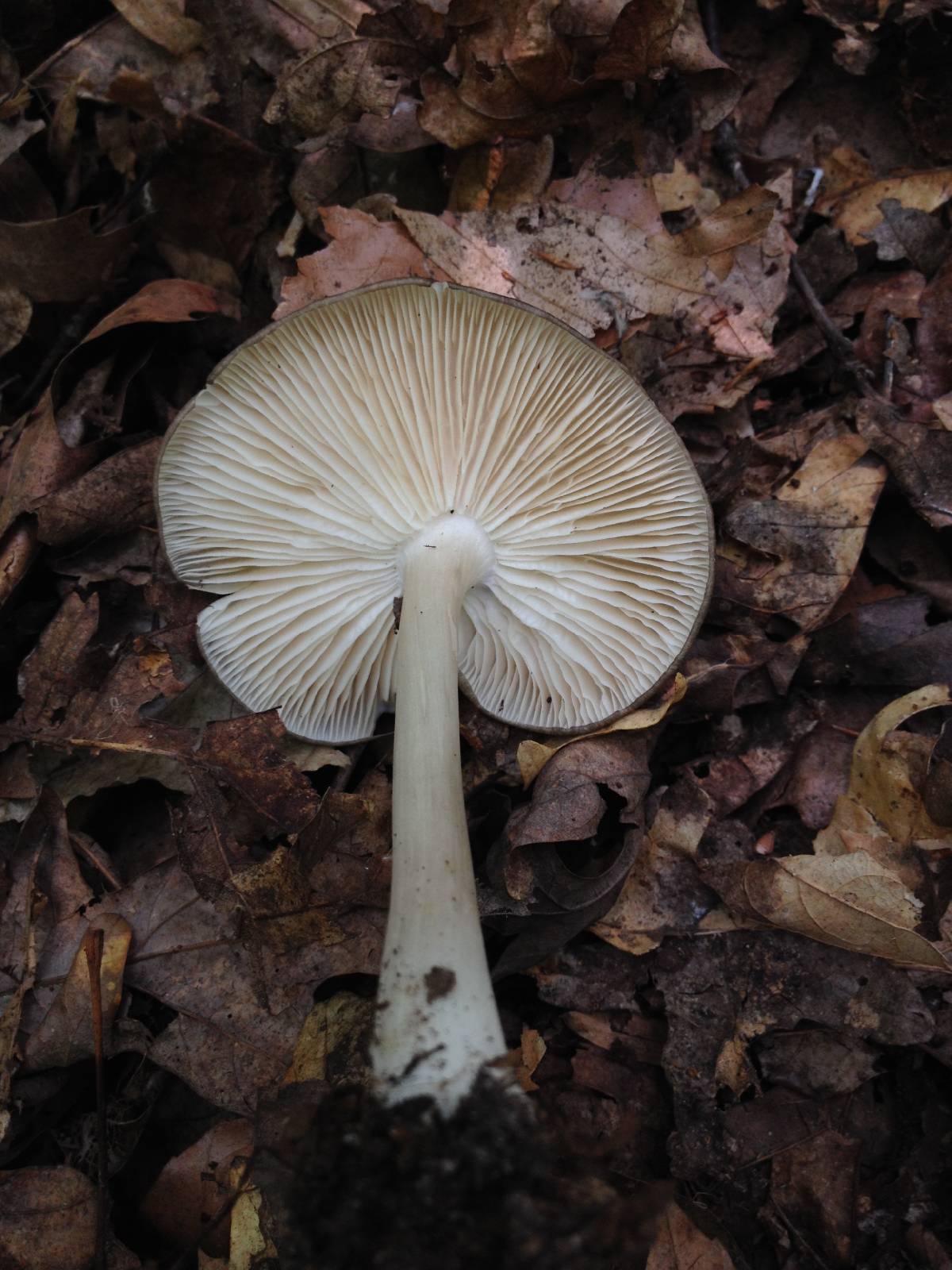 Megacollybia rodmani image