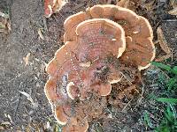 Ganoderma sessile image