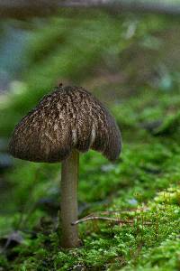 Pluteus granularis image