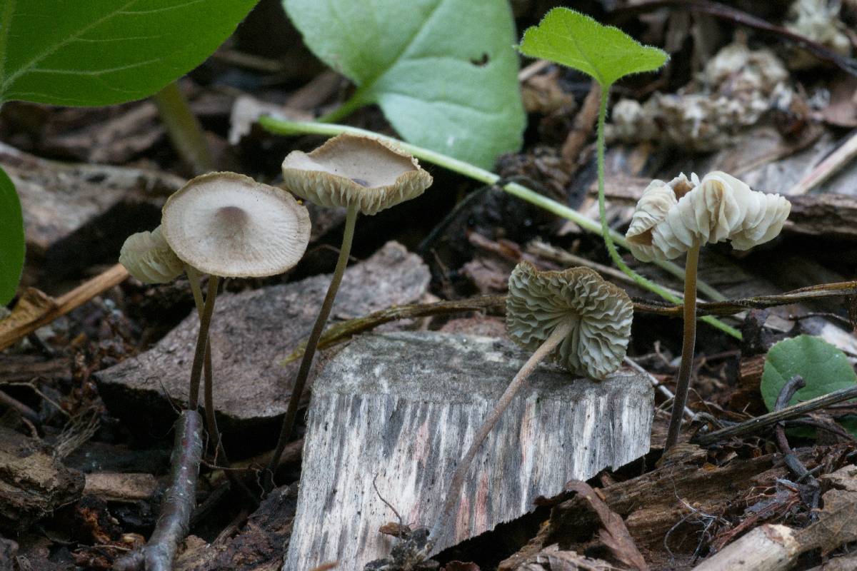 Mycenella lasiosperma image