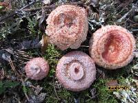 Lactarius torminosus image