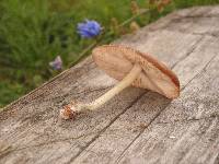 Pluteus americanus image