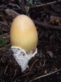 Amanita crocea image