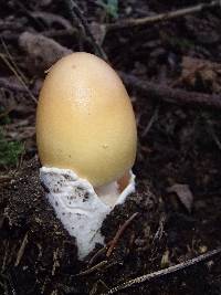 Amanita crocea image