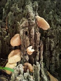 Lentinus tigrinus image