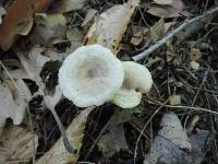 Lactarius cinereus var. fagetorum image