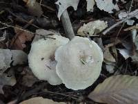 Lactarius cinereus image