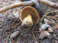 Suillus tomentosus image