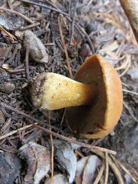 Suillus tomentosus image