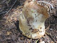 Suillus subalpinus image