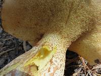 Suillus subalpinus image