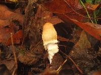 Lepiota clypeolaria image