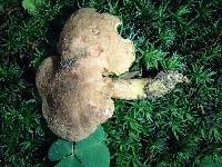 Phylloporus pelletieri image