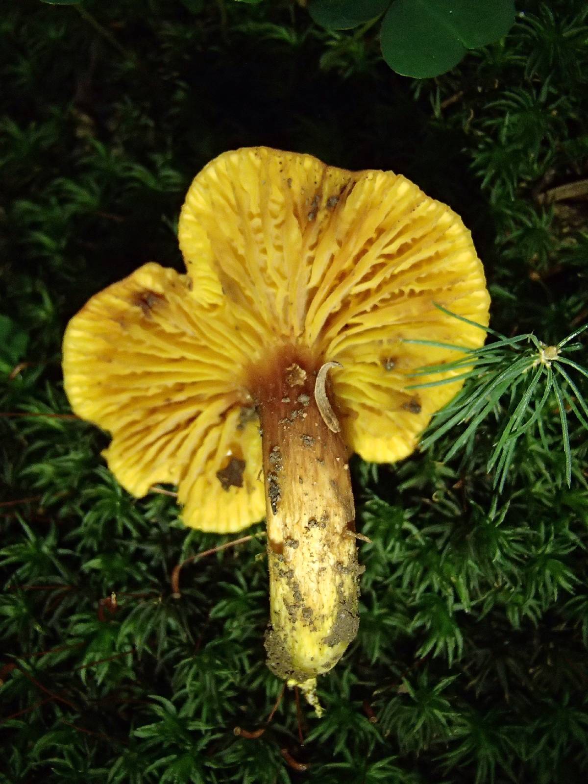 Phylloporus pelletieri image