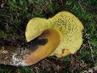 Boletus pulverulentus image