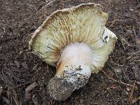 Tricholoma saponaceum image