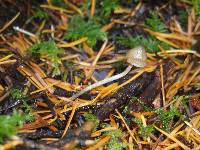 Psilocybe pelliculosa image