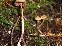 Psilocybe pelliculosa image