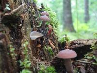 Lactarius camphoratus image