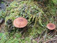 Lactarius camphoratus image