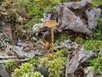 Galerina paludosa image