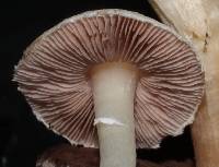 Agaricus comtulus image