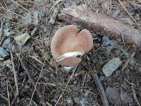 Clitocybe costata image