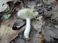 Russula flavisiccans image