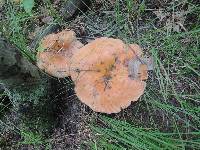 Lactarius agglutinatus image