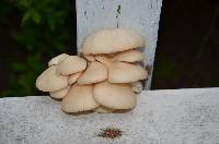 Pleurotus populinus image