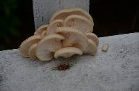 Pleurotus populinus image