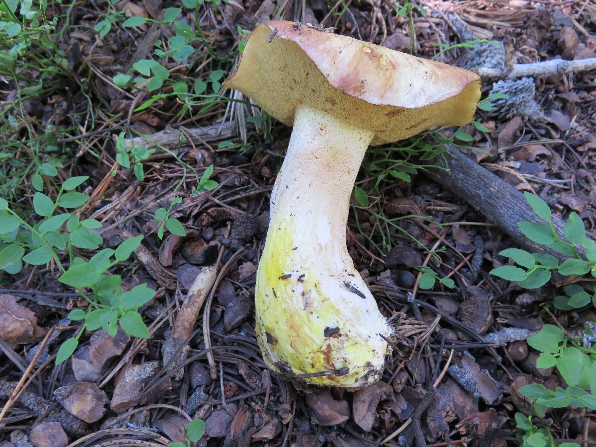 Suillus subalpinus image